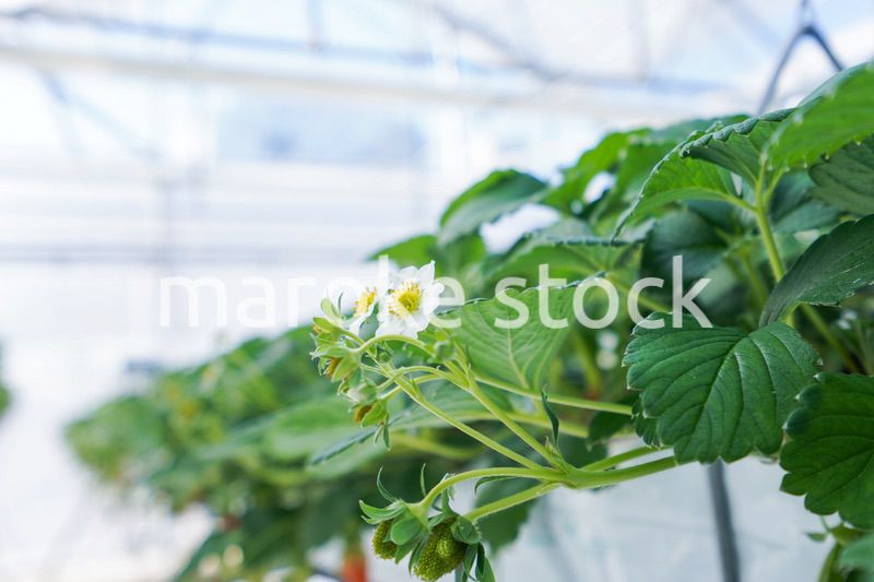 ハウス栽培のイチゴ