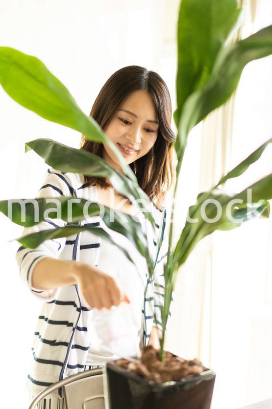 家で花に水をあげる若い女性