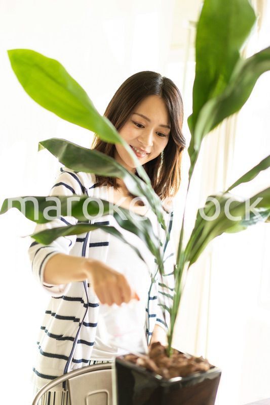 家で花に水をあげる若い女性