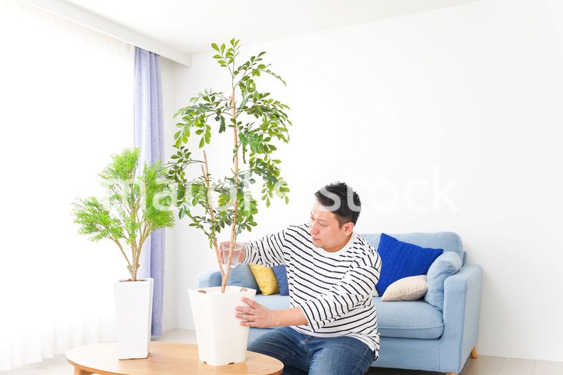 自宅で観葉植物を育てる中年の男性