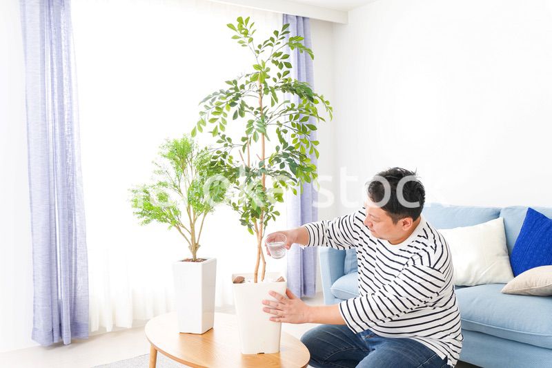 自宅で観葉植物を育てる中年の男性