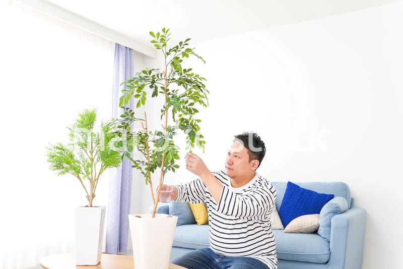 自宅で観葉植物を育てる中年の男性
