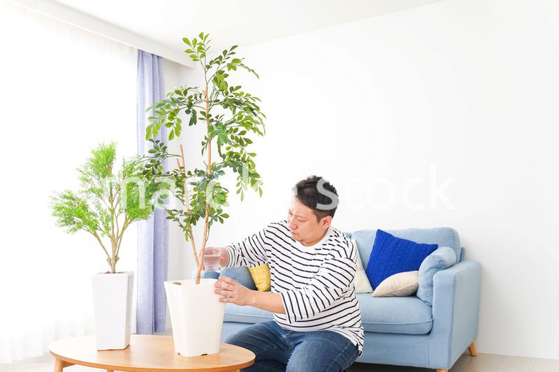 自宅で観葉植物を育てる中年の男性