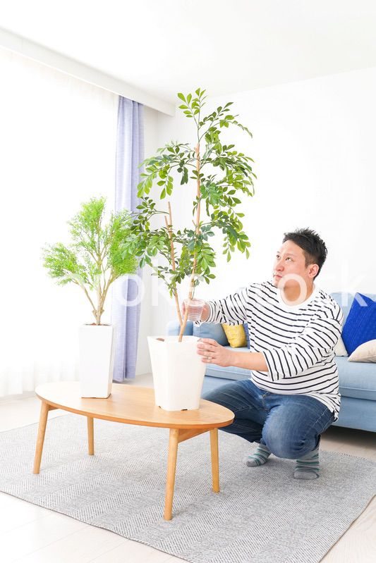 自宅で観葉植物を育てる中年の男性