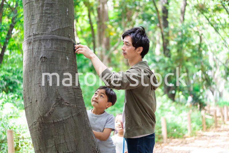 虫取りをするお父さんと男の子