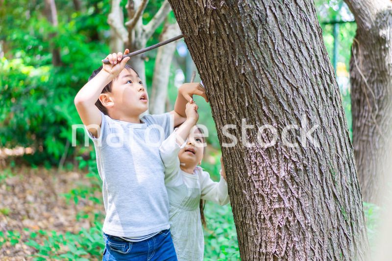 森で遊ぶ子どもたち