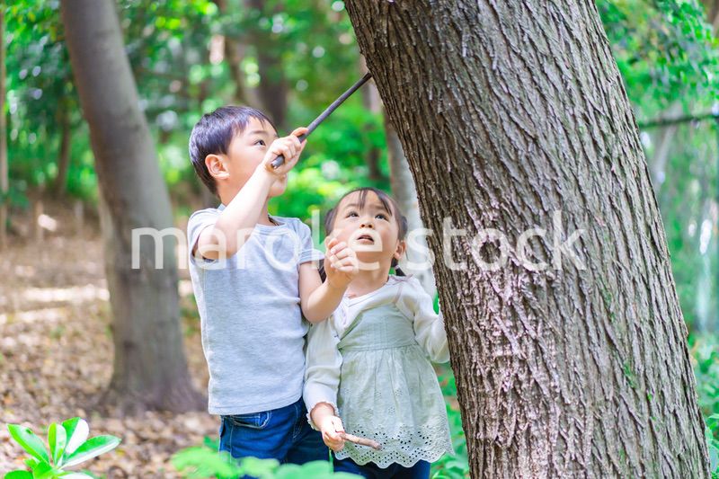 森で遊ぶ子どもたち